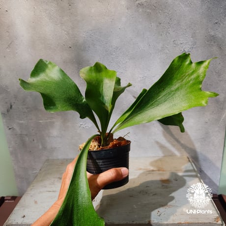 【タイ直輸入・現地選抜】Platycerium hillii Pumila Kew Garden ｜ビカクシダ ヒリー プミラ キューガーデン｜ビカクシダ原種｜Platycerium｜