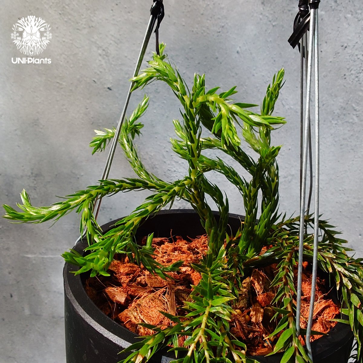 タイ直輸入・現地選抜】Huperzia carinata dwarf｜フペルジア