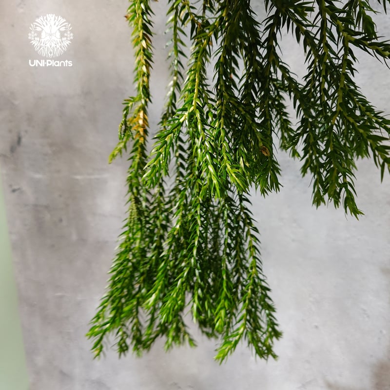 タイ直輸入・現地選抜】Huperzia carinata dwarf｜フペルジア