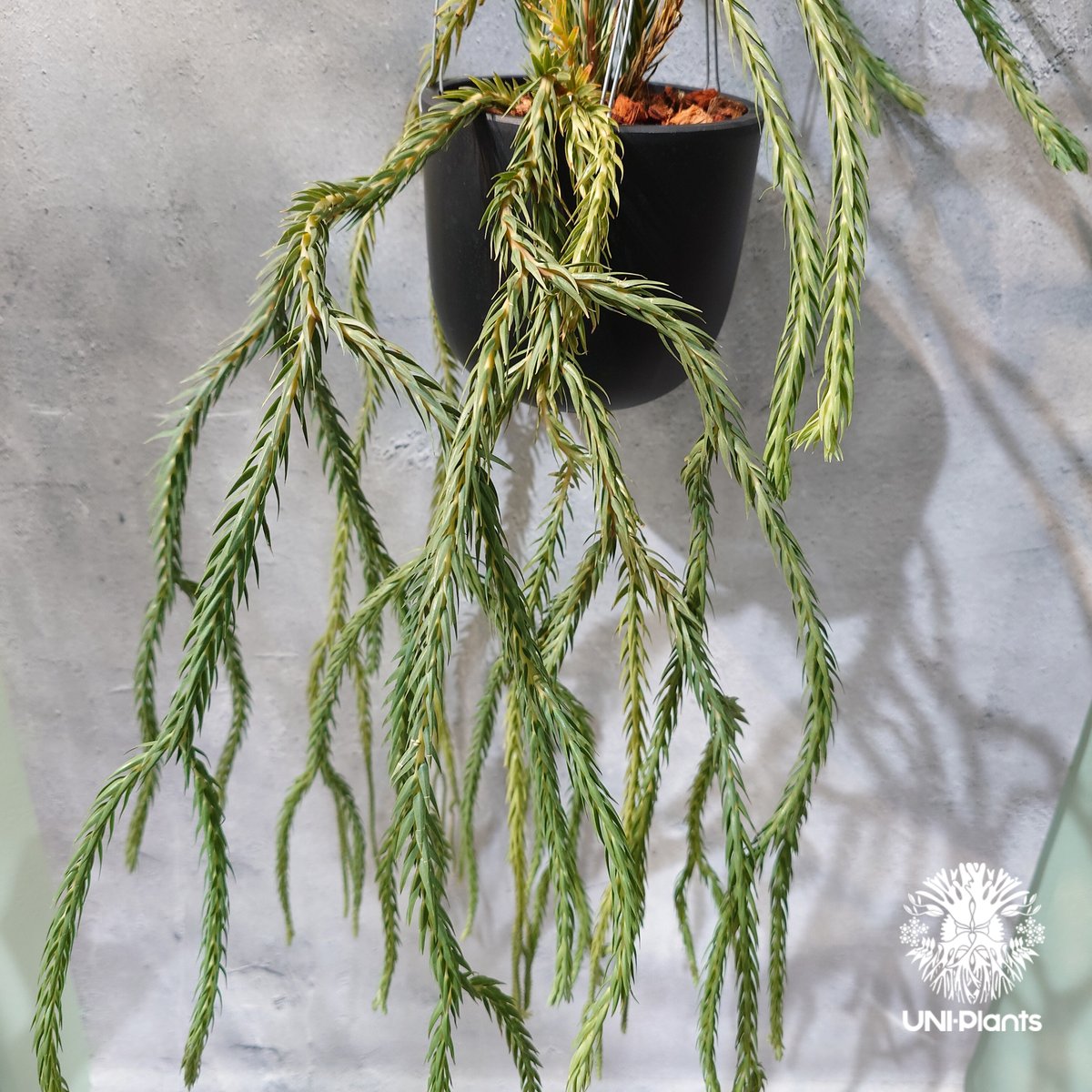 タイ直輸入・現地選抜】Huperzia carinata 'Blue'｜フペルジア カリナー