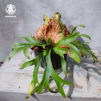 【タイ直輸入・現地選抜】Platycerium Ravana｜ビカクシダ  'ラヴェナ '｜ビカクシダハイブリッド｜Platycerium｜ビカクシダ