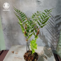 【タイ直輸入・現地選抜】Drynaria rigidula var ' Whitei '｜ドリナリア リギデュラ 'ホワイティ'｜ドリナリア｜Drynaria｜着生シダ植物
