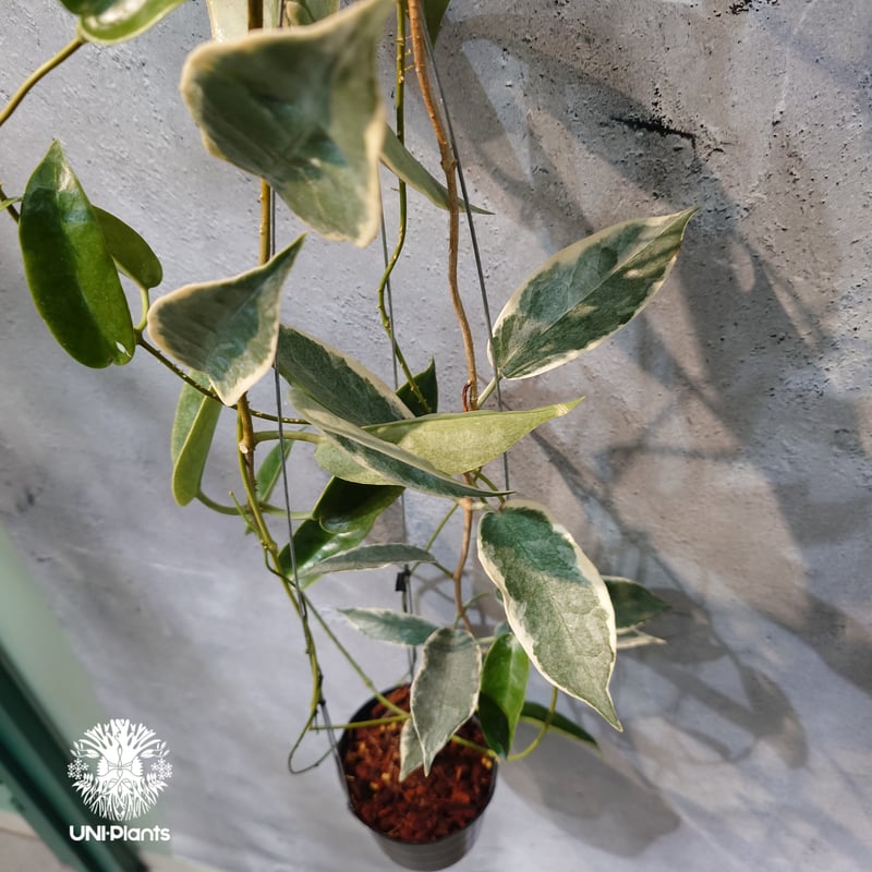レア　ホヤ　Hoya archboldiana albomarginata美株 タイ直輸入・ホヤ植物 希少】Hoya 'Archboldiana albomarginat