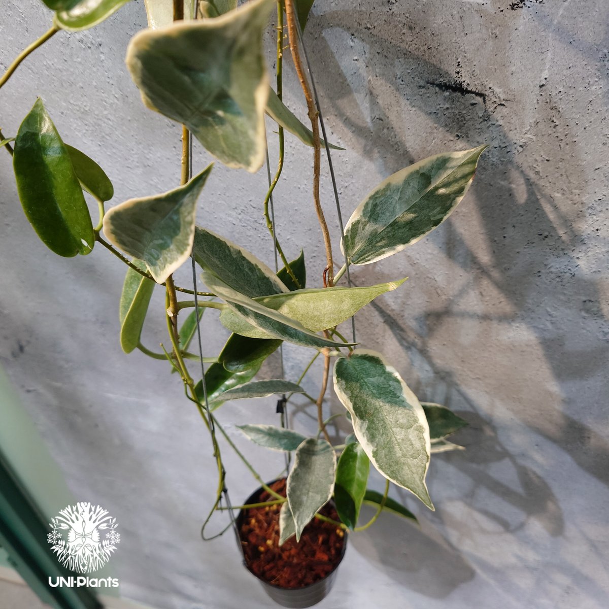 レア　ホヤ　Hoya archboldiana albomarginata美株 タイ直輸入・ホヤ植物 希少】Hoya 'Archboldiana albomarginat