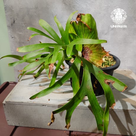 【タイ直輸入・現地選抜】Platycerium Ravana｜ビカクシダ  'ラヴェナ '｜ビカクシダハイブリッド｜Platycerium｜ビカクシダ