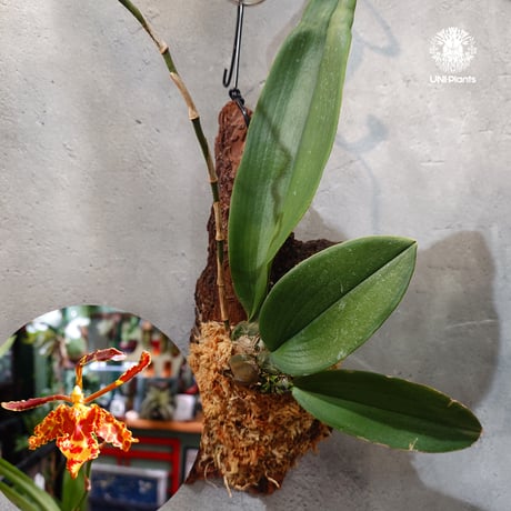 CATEGORY 着生ラン (Orchid) | UNI-Plants ビカクシダ、ホヤ植物、
