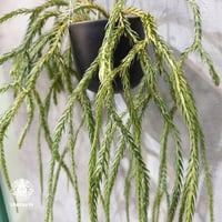 【タイ直輸入・現地選抜】Huperzia carinata 'Blue'｜フペルジア カリナータ ブルー｜フペルジア｜Huperzia｜着生シダ植物