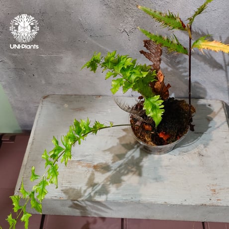 【タイ直輸入・現地選抜】Drynaria rigidula var ' Whitei '｜ドリナリア リギデュラ 'ホワイティ'｜ドリナリア｜Drynaria｜着生シダ植物