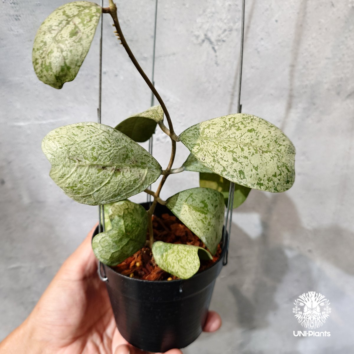 タイ直輸入・ホヤ植物 希少】Hoya Deykeae 'Morning Dew'｜ホヤ デイ