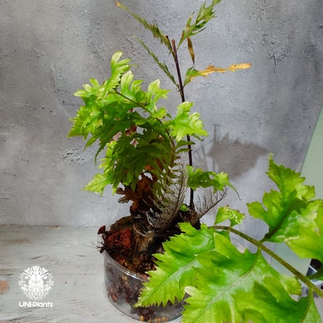 【タイ直輸入・現地選抜】Drynaria rigidula var ' Whitei '｜ドリナリア リギデュラ 'ホワイティ'｜ドリナリア｜Drynaria｜着生シダ植物