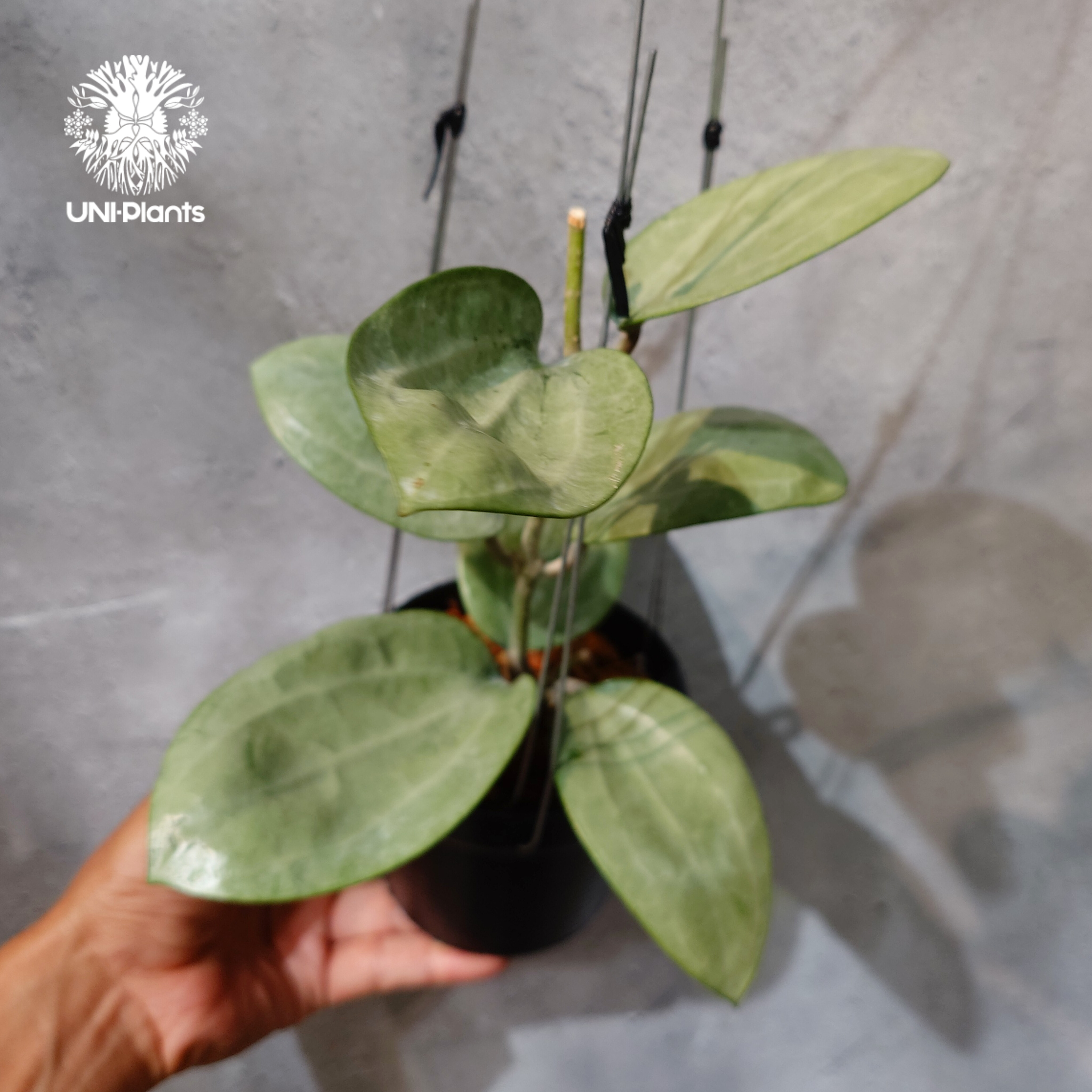 タイ直輸入・ホヤ植物 希少】Hoya Latifolia silver｜ホヤ ラティ