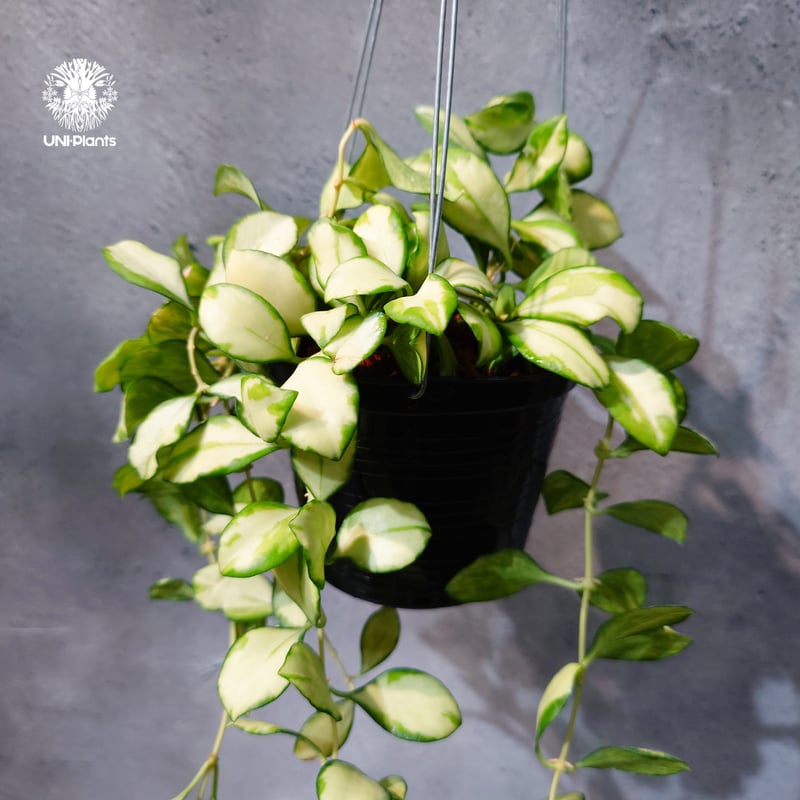 タイ直輸入・ホヤ植物 希少】Hoya Heuschkeliana variegata｜ホヤ