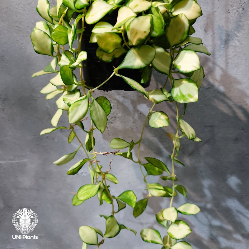 タイ直輸入・ホヤ植物 希少】Hoya Heuschkeliana variegata｜ホヤ