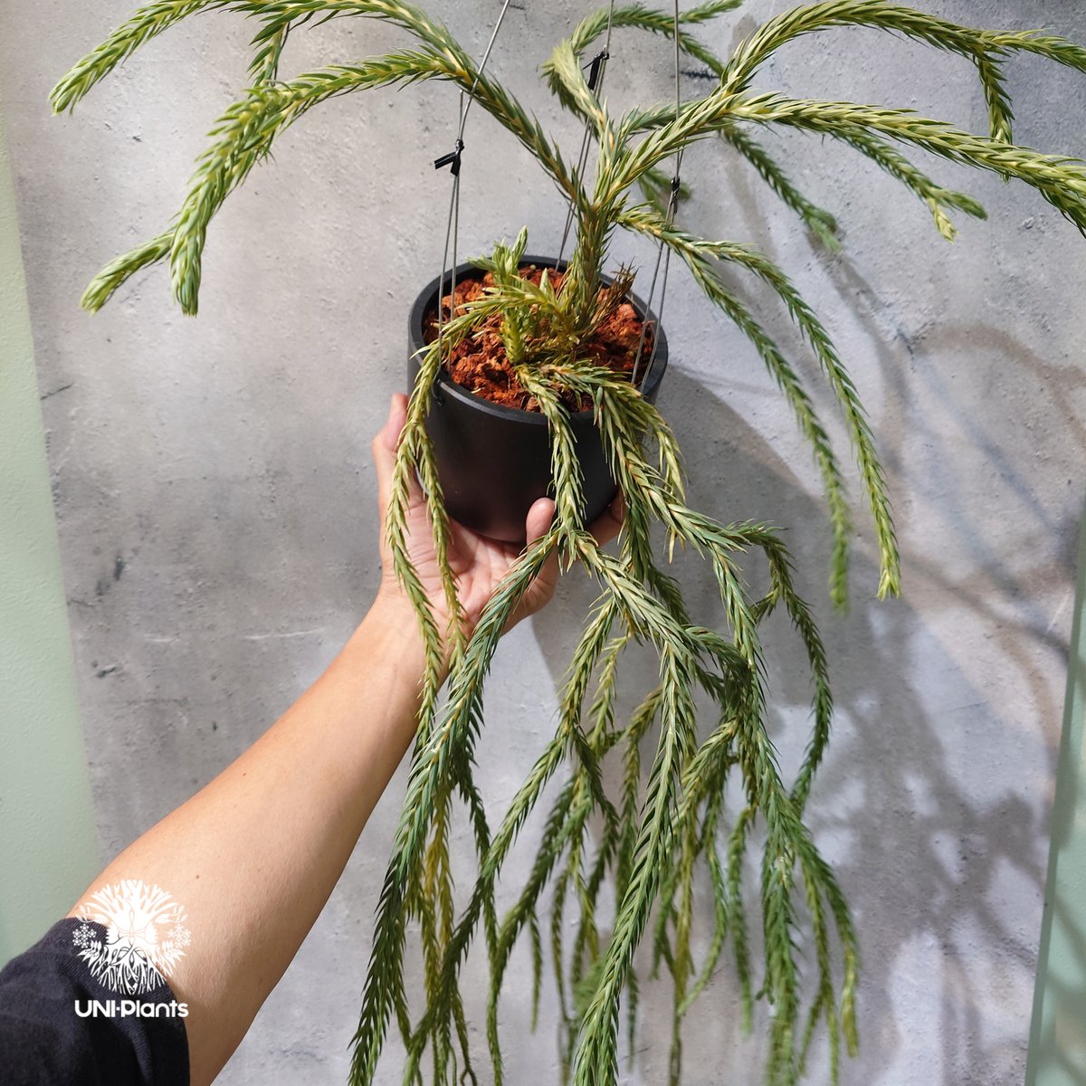 タイ直輸入・現地選抜】Huperzia carinata 'Blue'｜フペルジア カリナー