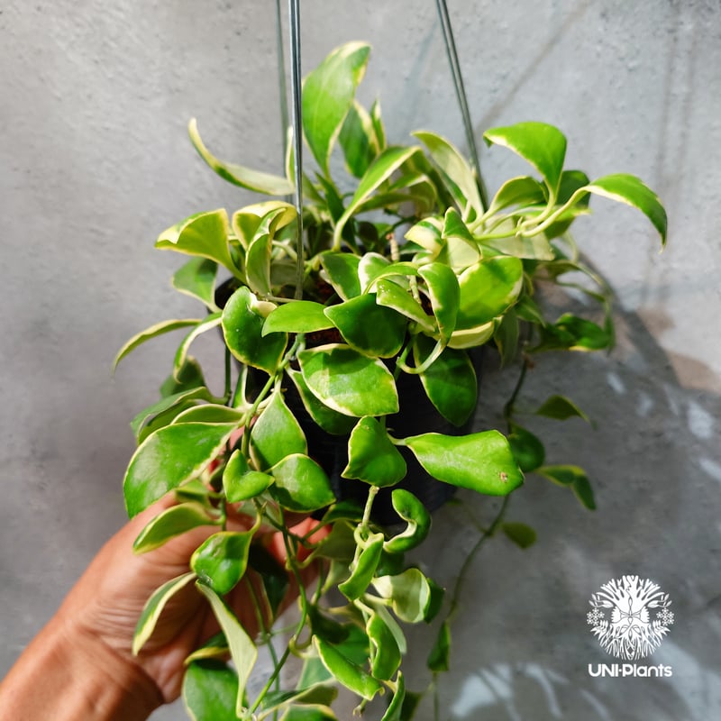 タイ直輸入・ホヤ植物 希少】Hoya heuschkeliana 'Albomarginat
