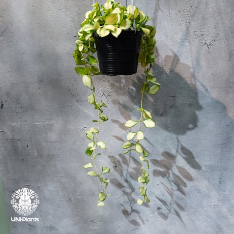 【タイ直輸入・ホヤ植物 希少】Hoya Heuschkeliana variegata｜ホヤ ヘウスケリアナ バリエガータ｜希少種｜斑入りホヤ植物｜レアなホヤ植物