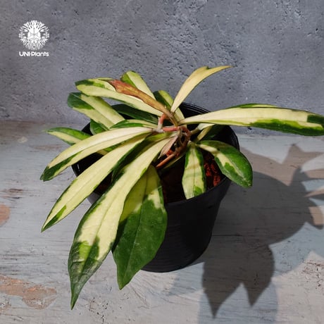 CATEGORY ホヤ植物 (Hoya) | UNI-Plants ビカクシダ、ホヤ植物、着生