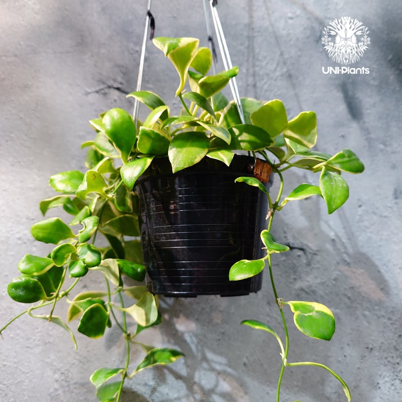タイ直輸入・ホヤ植物 希少】Hoya heuschkeliana 'Albomarginat