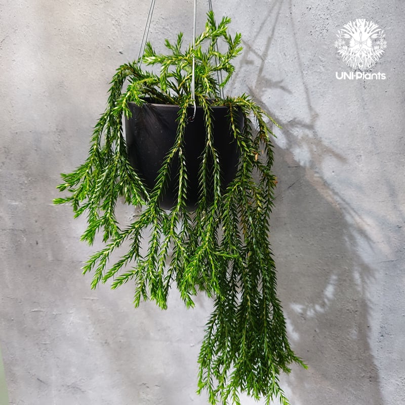 タイ直輸入・現地選抜】Huperzia carinata dwarf｜フペルジア