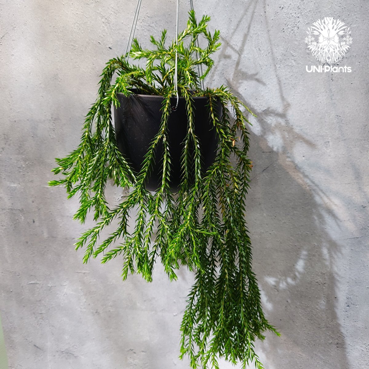 タイ直輸入・現地選抜】Huperzia carinata dwarf｜フペルジア