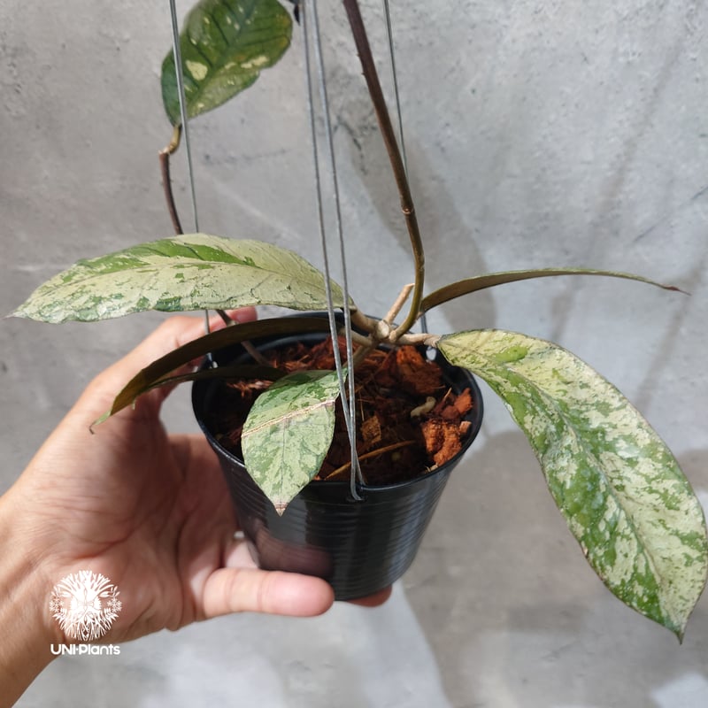タイ直輸入・ホヤ植物 希少】Hoya Gunung gading ghost｜ホヤ グヌン