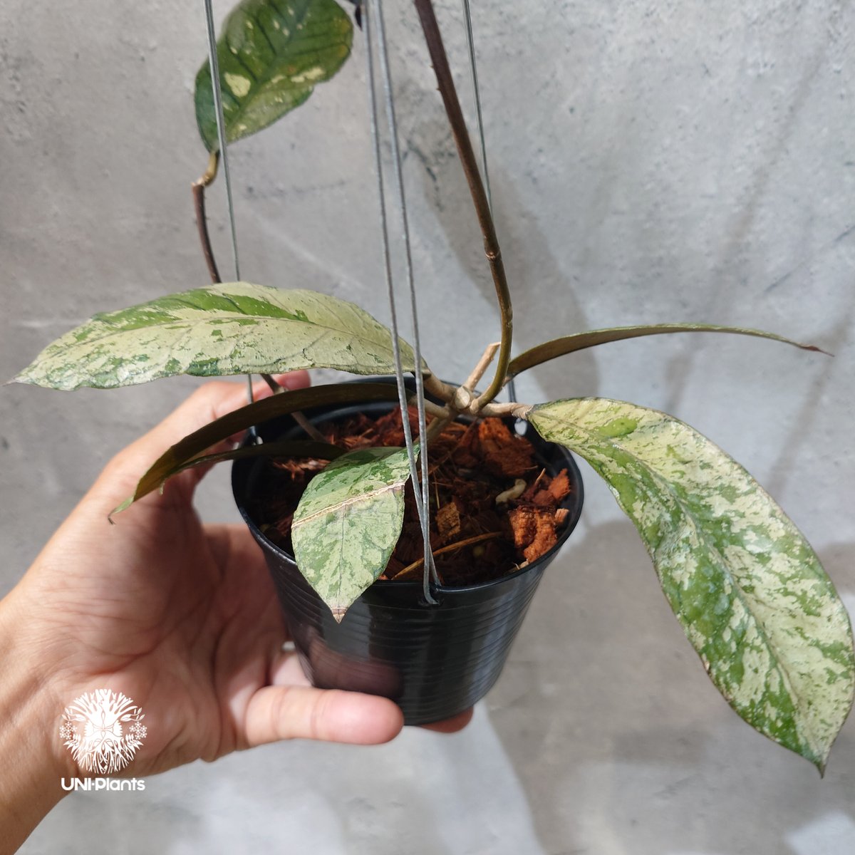 タイ直輸入・ホヤ植物 希少】Hoya Gunung gading ghost｜ホヤ グヌン
