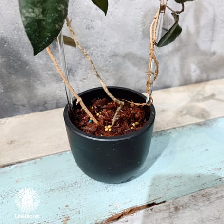 【タイ直輸入・ホヤ植物】Hoya Caudata｜ホヤ カウダータ｜Hoya plants｜ホヤ植物｜ホヤの花｜つる性植物