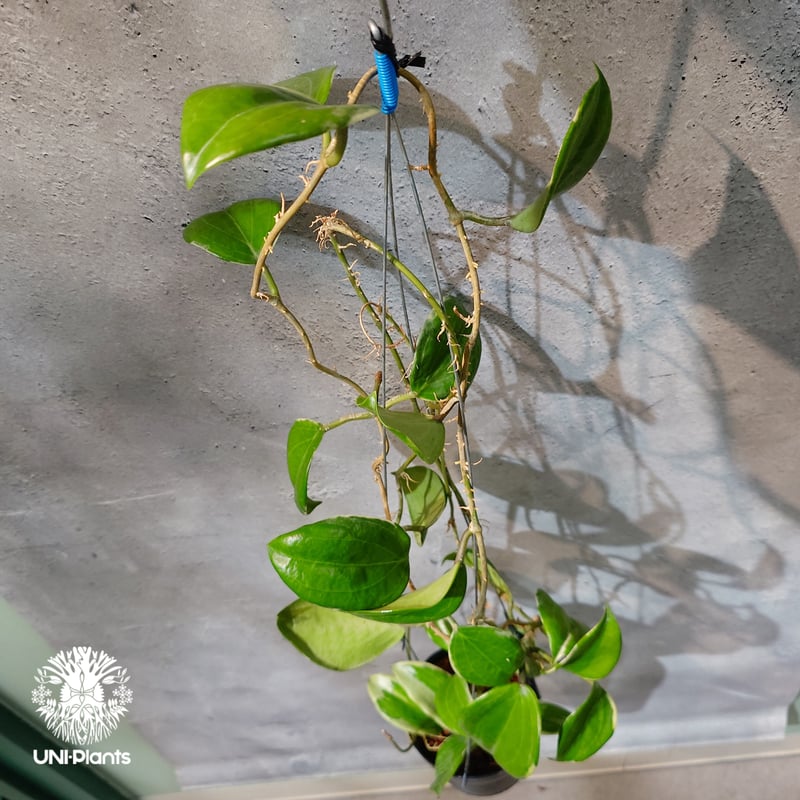 タイ直輸入・ホヤ植物 希少】Hoya Little plu｜ホヤ 'リトル・プル