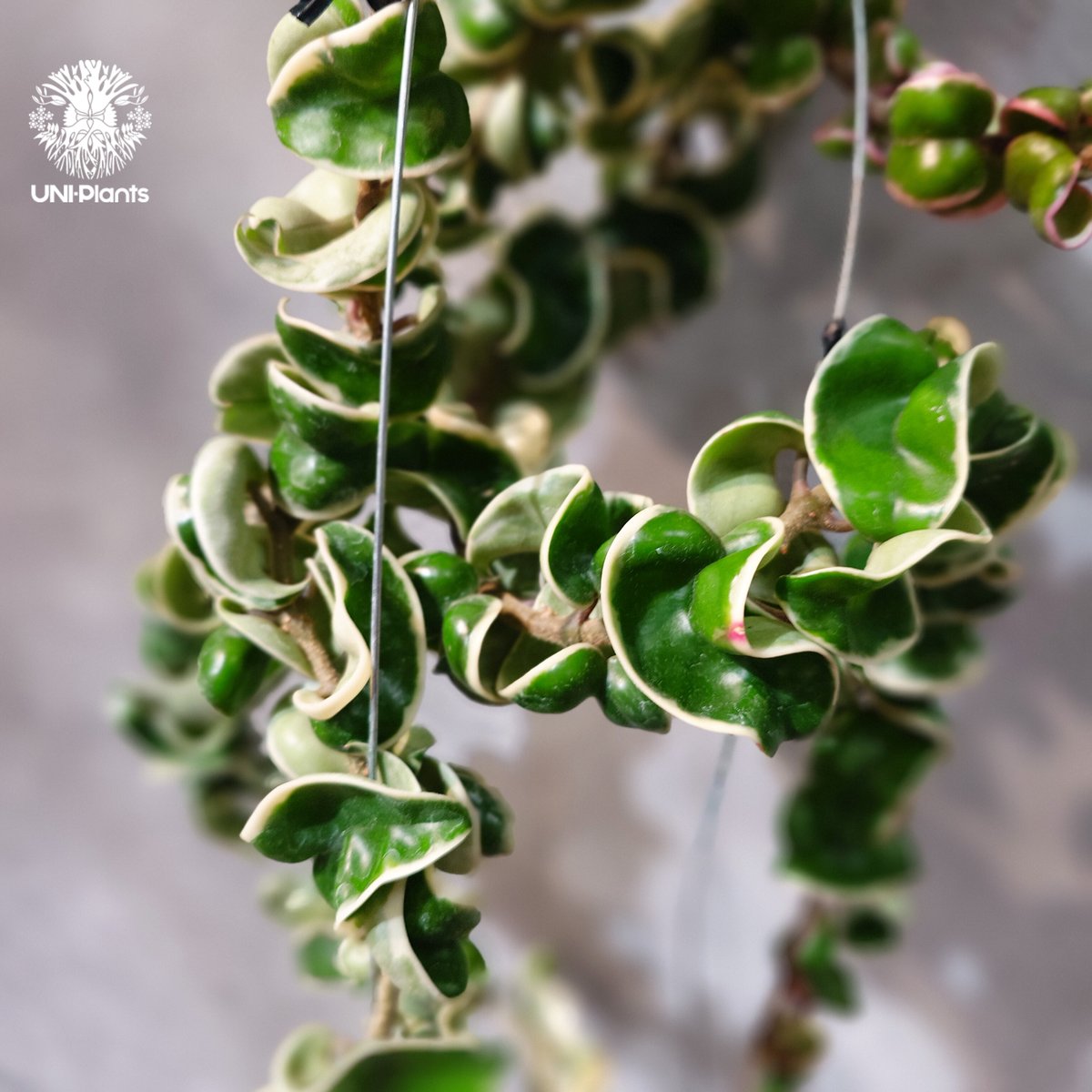 タイ直輸入・ホヤ植物 希少】Hoya Compacta Albomarginata long