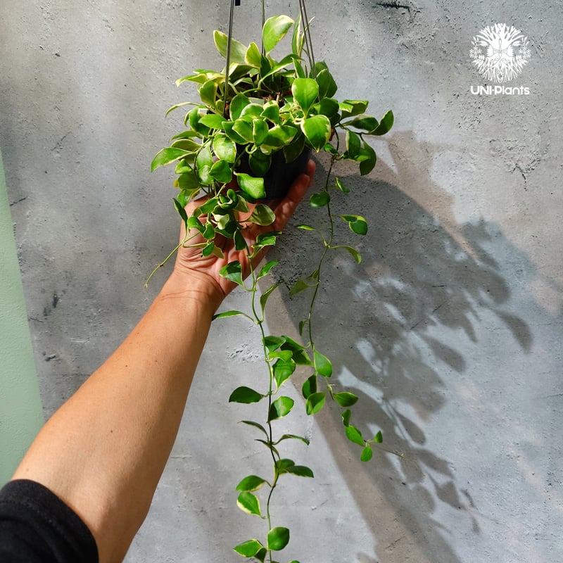 タイ直輸入・ホヤ植物 希少】Hoya heuschkeliana 'Albomarginat