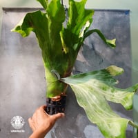 【タイ直輸入・現地選抜】Platycerium wallichii ｜ビカクシダ ワリチー｜ビカクシダ原種｜Platycerium｜