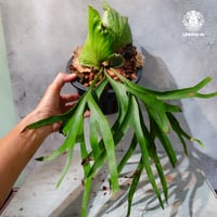 【タイ直輸入・現地選抜】Platycerium coronarium ｜ビカクシダ コロナリウム｜ビカクシダ原種｜Platycerium｜