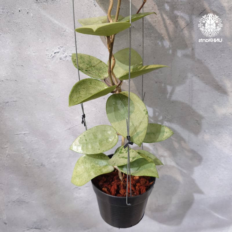 タイ直輸入・ホヤ植物 希少】Hoya parasitica 'Heart Leaves Si