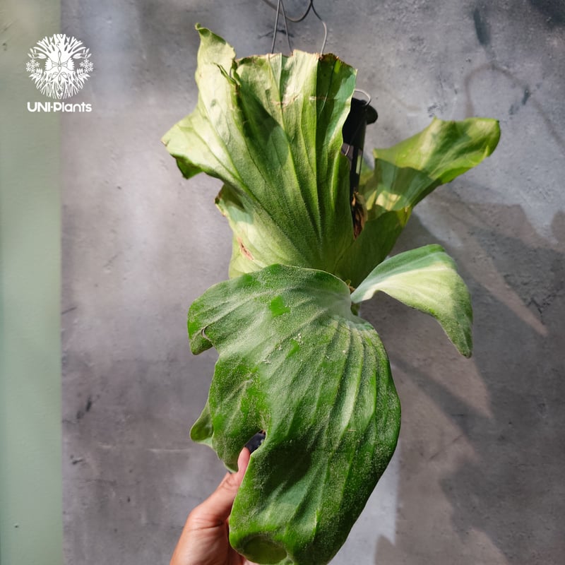 タイ直輸入・現地選抜】Platycerium wallichii ｜ビカクシダ ワリチー