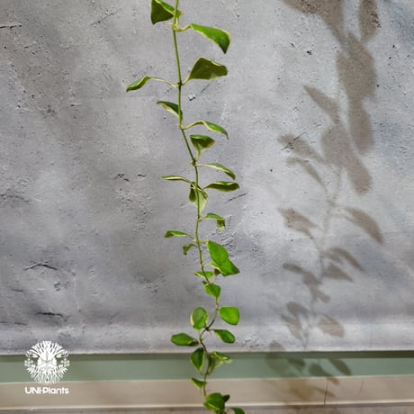 【タイ直輸入・ホヤ植物 希少】Hoya heuschkeliana 'Albomarginata '｜ホヤ ヘウスケリアナ アルボマルギナータ｜希少種｜斑入りホヤ植物｜レアなホヤ植物