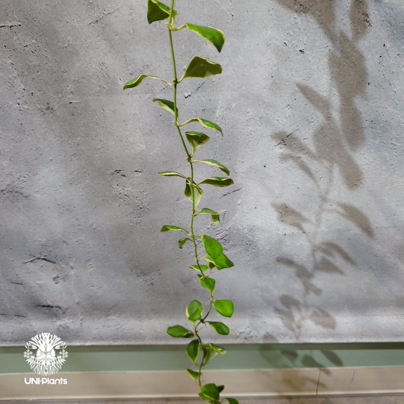 タイ直輸入・ホヤ植物 希少】Hoya heuschkeliana 'Albomarginat