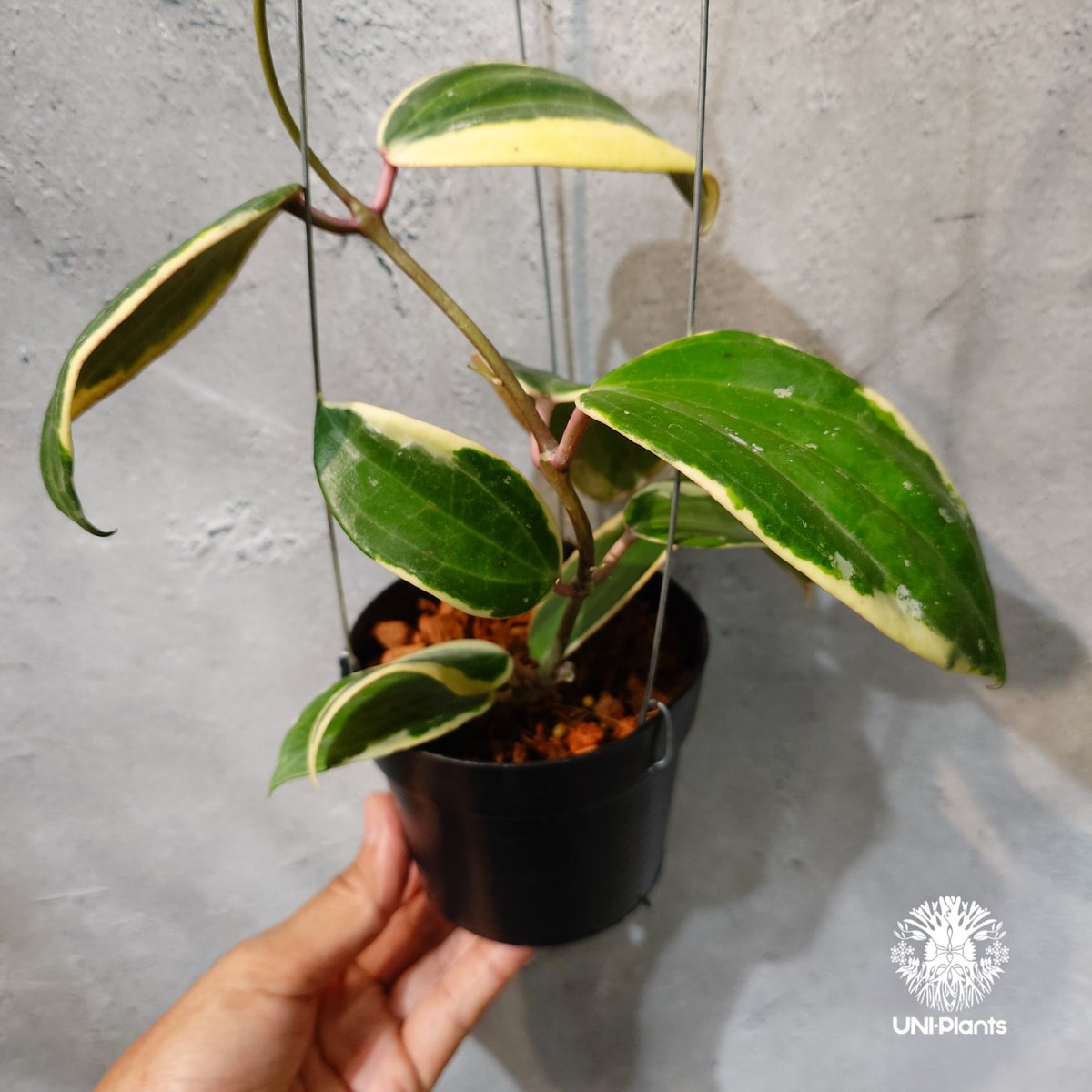 レア　ホヤ　Hoya latifolia Albomarqinata サクララン タイ直輸入・ホヤ植物 希少】Hoya latifolia 'Albomarginata' (