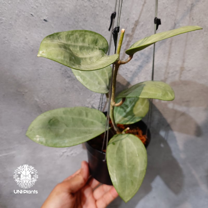 タイ直輸入・ホヤ植物 希少】Hoya Latifolia silver｜ホヤ ラティ