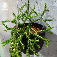 【タイ直輸入・現地選抜】Huperzia carinata dwarf｜フペルジア カリナータ ドワーフ｜フペルジア｜Huperzia｜着生シダ植物