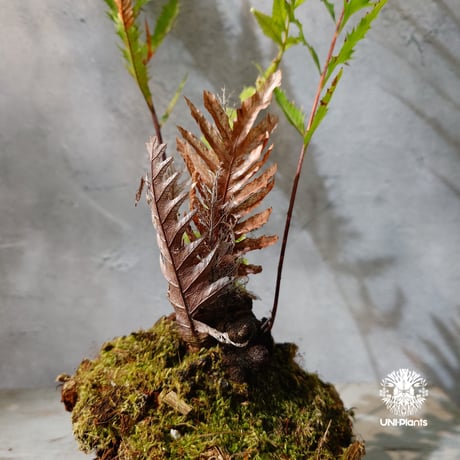 【タイ直輸入・現地選抜】Drynaria rigidula var ' Whitei '｜ドリナリア リギデュラ 'ホワイティ'｜ドリナリア｜Drynaria｜着生シダ植物
