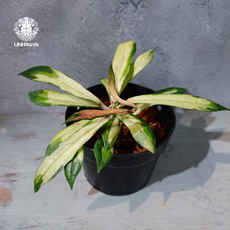 タイ直輸入・ホヤ植物 希少】Hoya Rigidifolia variegated｜ホヤ リ