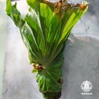 【タイ直輸入・現地選抜】Platycerium grande ｜ビカクシダ グランデ｜ビカクシダ原種｜Platycerium｜