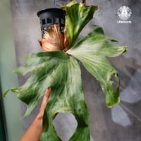 【タイ直輸入・現地選抜】Platycerium wallichii ｜ビカクシダ ワリチー｜ビカクシダ原種｜Platycerium｜