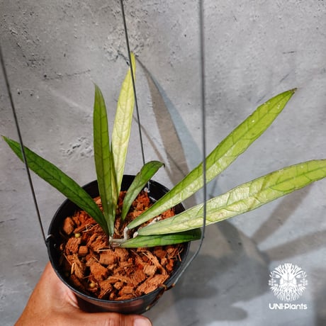 希少なホヤ植物 | STORES