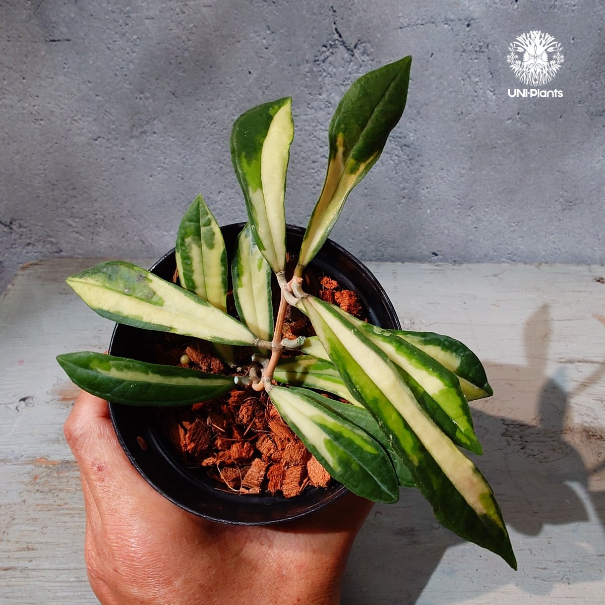 タイ直輸入・ホヤ植物 希少】Hoya Rigidifolia variegated｜ホヤ リ