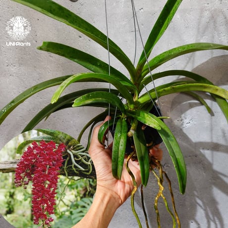 CATEGORY 着生ラン (Orchid) | UNI-Plants ビカクシダ、ホヤ植物、