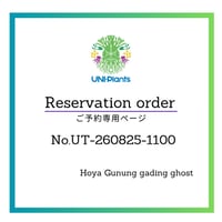 【ご予約者様専用ページ 】ご予約No.UT-260825-1100 | Hoya Gunung gading ghost | ホヤ グヌン ガディン ゴースト 【タイ直輸入・ホヤ植物 希少】