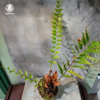 【タイ直輸入・現地選抜】Drynaria rigidula var ' Whitei '｜ドリナリア リギデュラ 'ホワイティ'｜ドリナリア｜Drynaria｜着生シダ植物