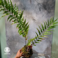 【タイ直輸入・現地選抜】Drynaria rigidula var ' Whitei '｜ドリナリア リギデュラ 'ホワイティ'｜ドリナリア｜Drynaria｜着生シダ植物