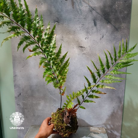 【タイ直輸入・現地選抜】Drynaria rigidula var ' Whitei '｜ドリナリア リギデュラ 'ホワイティ'｜ドリナリア｜Drynaria｜着生シダ植物